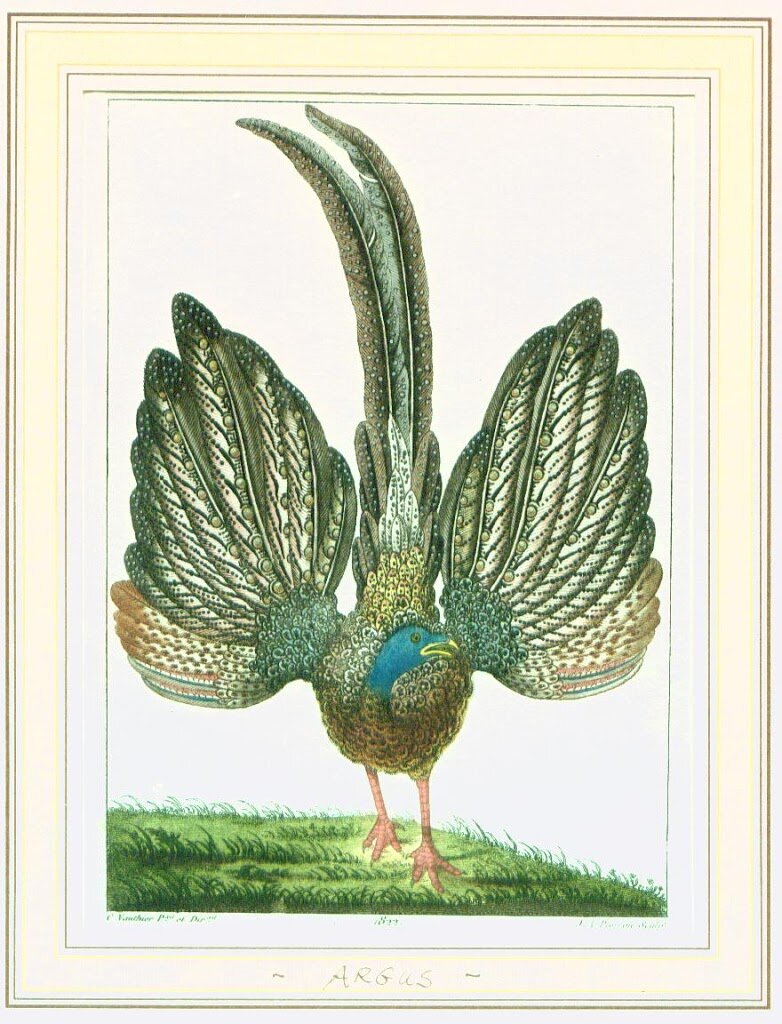 2833-29-Kol.-Kupfer-27Pfau-27-Schmelz-sc.-Paris-c.1800